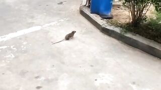 A rat chasing cat