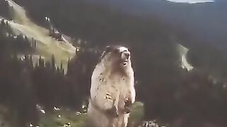 Screaming BeaverMarmot LOL