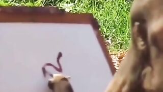 Incredible! The elephant draws an elephant!
