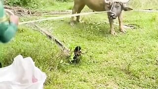 Most skillful farmers .mp4