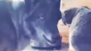 Pets Talent