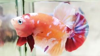 Nemo Galaxy 1