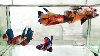 All Female Halfmoon Koi Galaxy 1