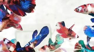 Betta, Good for relax