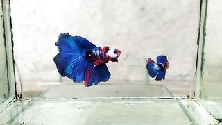 Pair Halfmoon Koi Galaxy 1