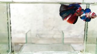 Pair Halfmoon Koi Galaxy 2