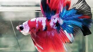 Red Koi Galaxy 1