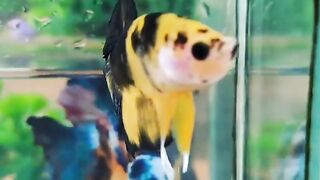 Plakat Yellow Koi 1