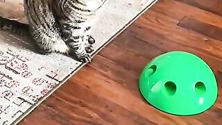 no cats at all
