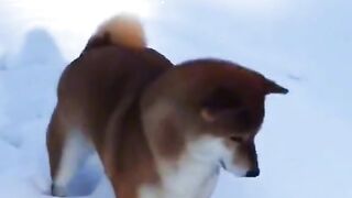 cute funny animals