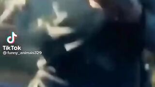 animals making a mess