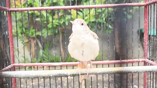 Londo Flycatcher (The Most Expensive and Rare Type of Babbling Bird)