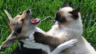 Looking back on how kitten Kiki met tiny chicks for the first time