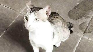 village cat