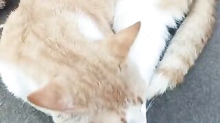 cat is relaxing