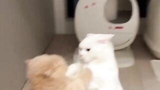 funny cat battle