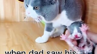 Single daddy cat has to learn to take care of his baby