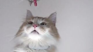 Raw beef battle - funny cat
