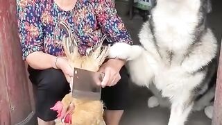 Dog is hero - funny