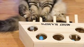 When your done playing - funny cat