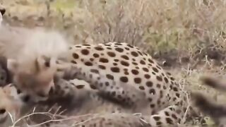wild animal hunting