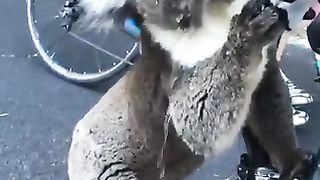 Funny Win