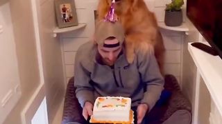 What to expect with a Golden Retriever! #dog #goldenretriever