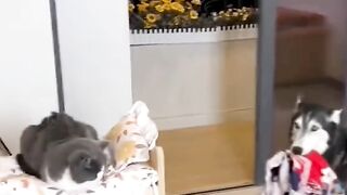 funny videos of Pja