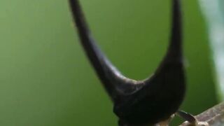 A bug fashion show ???? #PlanetEarth3 #Treehoppers