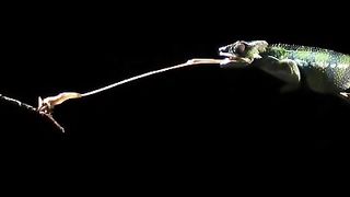 Slow motion chameleon tongue attack! ????