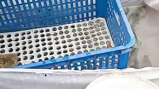 Proses penyortiran ikan lele ukuran sangkal beloan