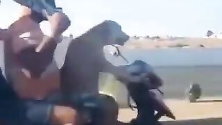 Intelligent dog