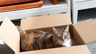 The difficult choice of a box for a cat