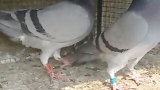 Racer pigeon for sale cheap price  hair link description