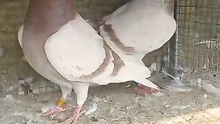 For sale cheap price pigeon link  a link description
