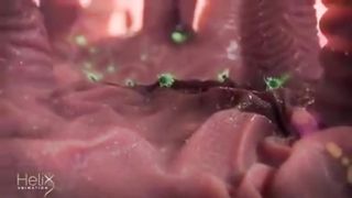 анимация борьбы макрофага с кишечной палочкой в пищеварительном тракте.