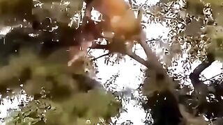شیروں