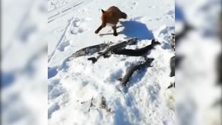 Лиса на рыбалке.
