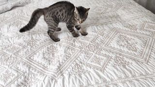 Доброе дикое утро! ????#котики#cute#cutecat#funnyanimals #смешнойкот.