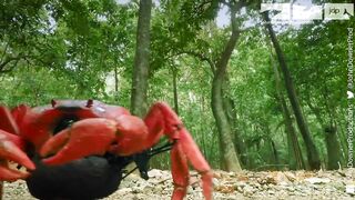 Robotic Spy Crab Plays Own Version Of Frogger On Christmas Island.