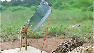 Easy_build_underground_quail_bird_trap