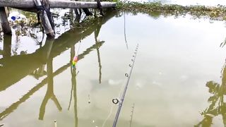 BEGINILAH IKAN MAS MELIMPAH DISUNGAI!DARI AWAL SAYA MASUK JALAN INI SAMPAI UJUNG.