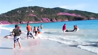 На Грани Жизни и Смерти! Эти Спасения Животных Вы Запомните на Всю Жизнь