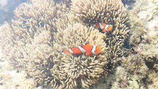 Tradisi kampung Nelayan saat air laut surut kami berburu bersama ibu-ibu.