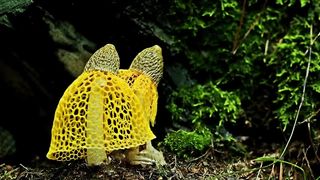 MOST WEIRD TYPES OF FUNGUS.