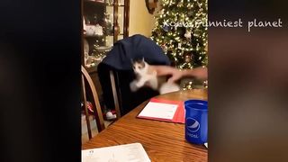 Funny Dogs And Cats Videos 2024