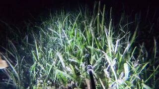 8th night spearfishing _ Solo freediving hunting.