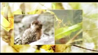 Золотая лихорадка (про Иркутскую область и Бурятию)