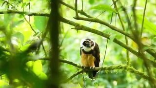 Amazing Largest Birds of The World - Birds of The Tropical Rainforest - Nature