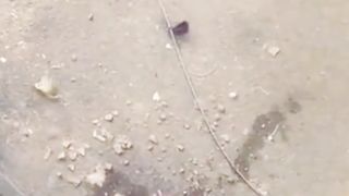 Strongest Cat In The World